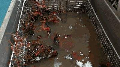 小龍蝦魚貝海鮮類使用超聲波清洗機(jī)怎么清洗 小龍蝦魚貝海鮮類使用超聲波清洗機(jī)怎么清洗